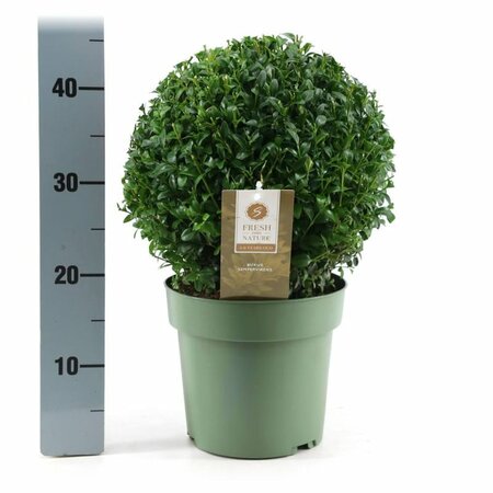 Buxus sempervirens 25 CM BALL