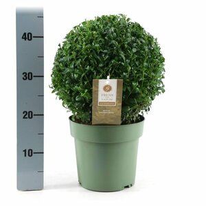 Buxus sempervirens 25 CM BALL
