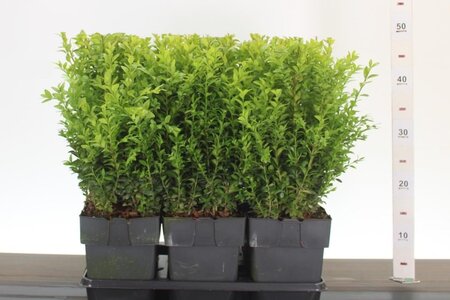 Buxus sempervirens 2L, square pot