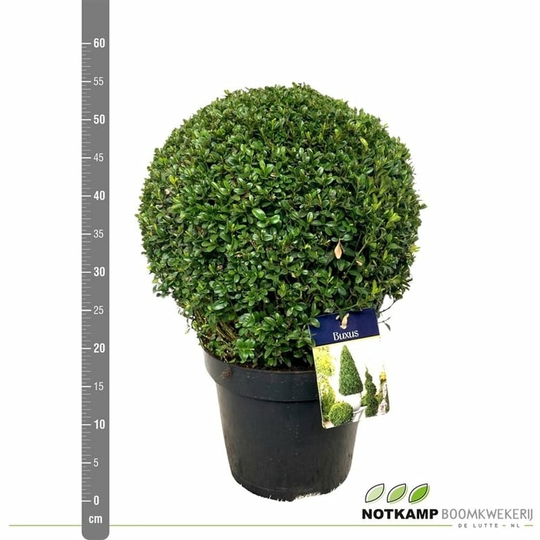 Large Buxus/Topiary Ball (Buxus sempervirens) 7.5L