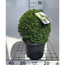BUXUS sempervirens 30-40cm Pot Grown