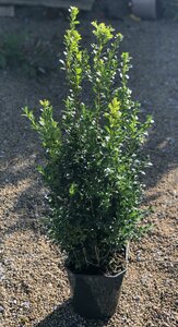 Buxus sempervirens 40- 50cm - image 1