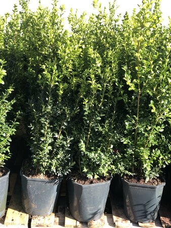 Buxus sempervirens 40- 50cm - image 2