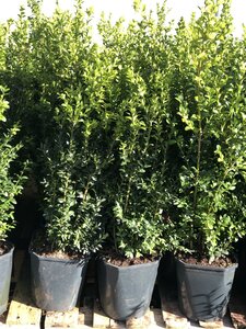Buxus sempervirens 40- 50cm - image 2