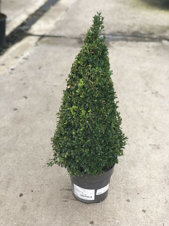 Buxus sempervirens / 50-60 CM PYR D5