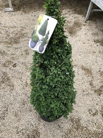 Buxus sempervirens / 60-70 CM PYR D7.5