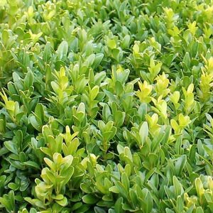 Buxus  sempervirens