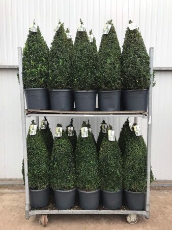 Buxus sempervirens* / 70-80 CM PYR D10