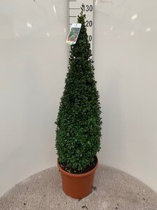 Buxus sempervirens 80-90 CM