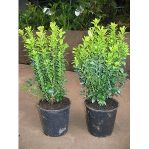 BUXUS SEMPERVIRENS (Bush) - image 2