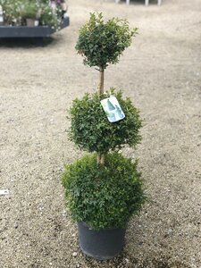 Buxus sempervirens / Trio-ball