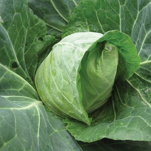 Cabbage Duncan