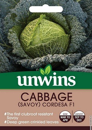 Cabbage (Savoy) Cordesa F1