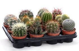 Cactus  canarias mixed