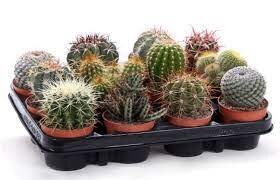 Cactus  canarias mixed UK