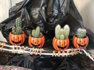 Cactus 'Halloween Mix'