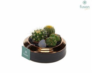 Cactus mix 15 cm ceramic pot