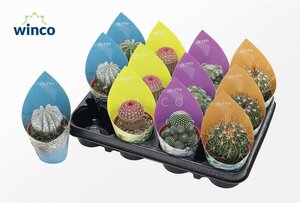 Cactus mix 4 varieteis in potcover Sierra Assorted