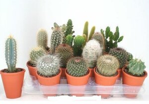 Cactus mix (Assorted)