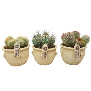 Cactus mix  Terracotta pot 16 cm