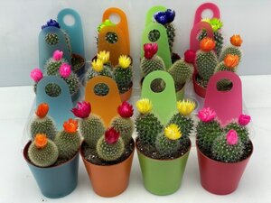 Cactus 'Rainbow' mix