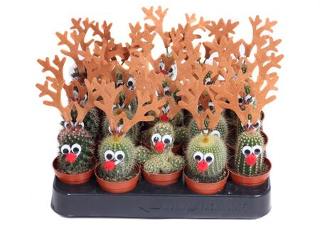 Cactus 'Reindeer' mix