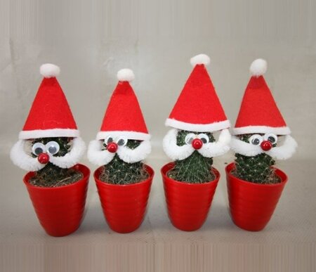 Cactus 'Santa Claus'