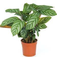 Calathea compactstar