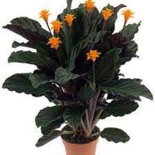 Calathea crocata 7/8 flowers