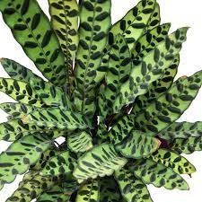 Calathea insignis