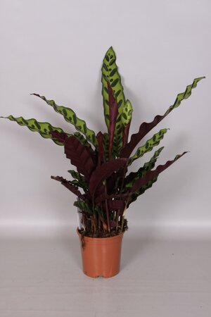 Calathea lancifolia insigne