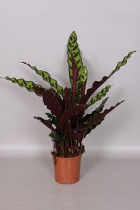 Calathea lancifolia insigne