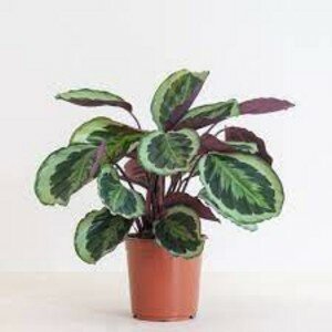 Calathea medallion