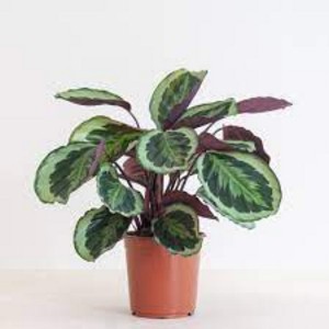 Calathea medallion