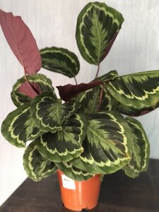 Calathea medaillon