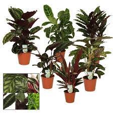 Calathea mixed