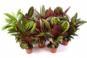 Calathea  mixed