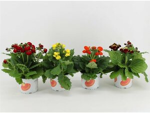 Calceolaria calynopsis mix