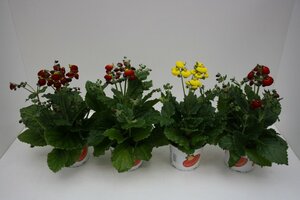 Calceolaria Calynopsis Mix Shelves