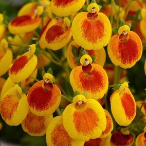 Calceolaria calynopsis  mixed