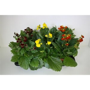 Calceolaria calynopsis  mixed