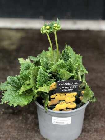 Calceolaria Calynopsis Yellow 2 Ltr