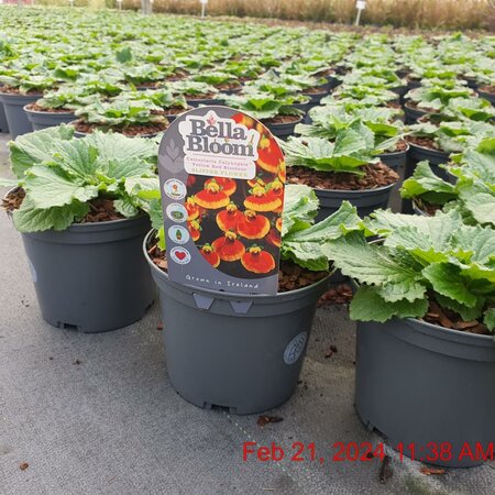 CALCEOLARIA sel. Yellow with Red