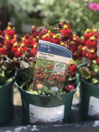Calceolaria 'Sunset Red'