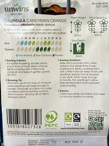 Calendula Candyman Orange - image 2