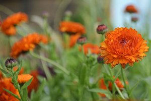 Calendula Fiesta Orange 1 Ltr