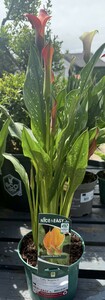 Calla 'Beatrix'®