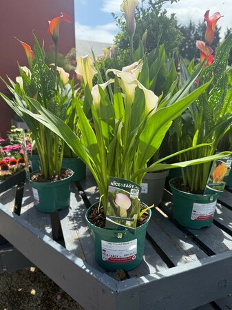Calla 'Crystal Blush' ®