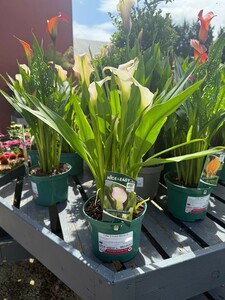 Calla 'Crystal Blush' ®