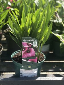 Calla 'Grape Velvet'®